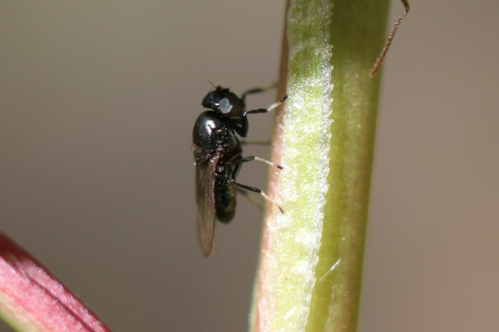Athyroglossa ordinata