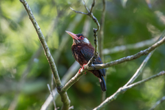 Galbalcyrhynchus leucotis