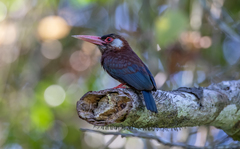 Galbalcyrhynchus leucotis