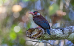 Galbalcyrhynchus leucotis
