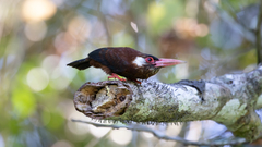 Galbalcyrhynchus leucotis