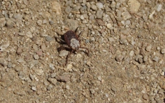 Dermacentor occidentalis