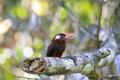 Galbalcyrhynchus leucotis