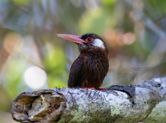 Galbalcyrhynchus leucotis