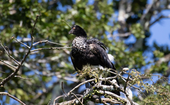 Anhima cornuta
