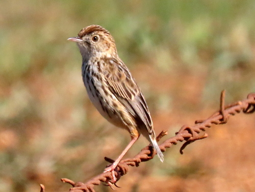 Cloud Cisticola