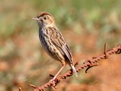Cloud Cisticola photo 1