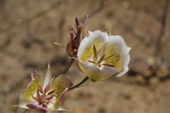 Calochortus plummerae