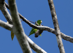 Forpus crassirostris