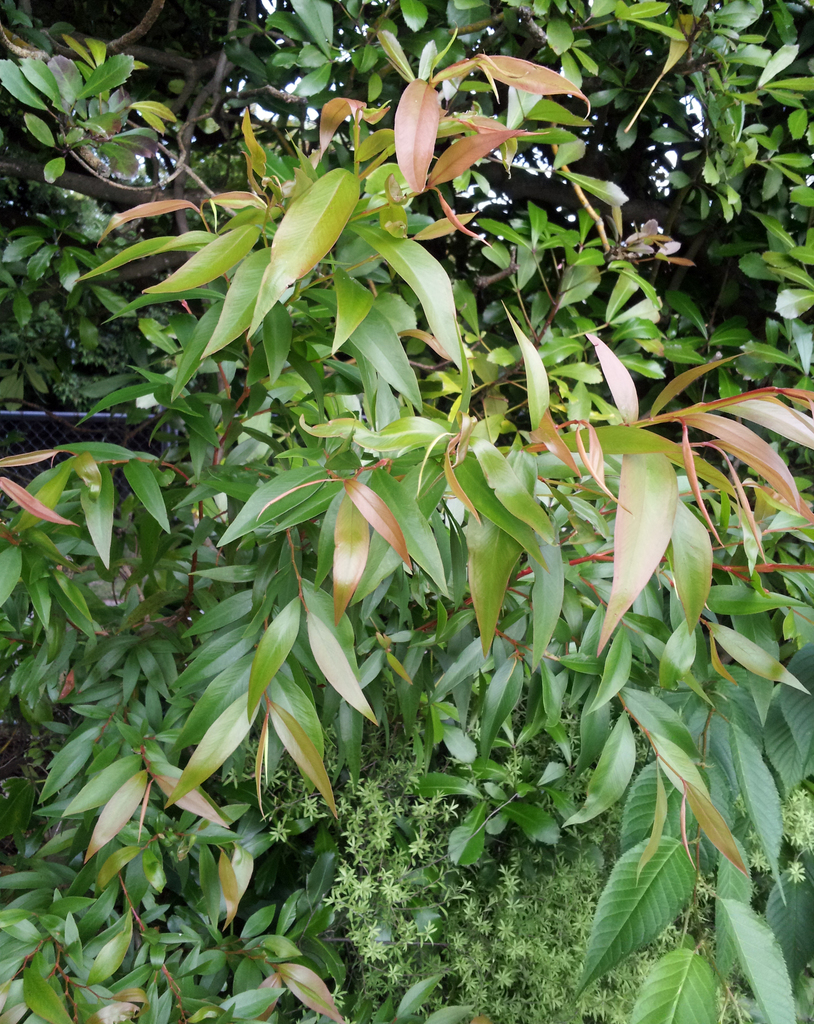 Agonis flexuosa botanical reference