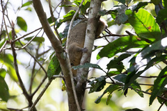 Isothrix bistriata