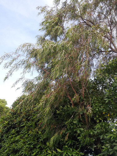Agonis flexuosa