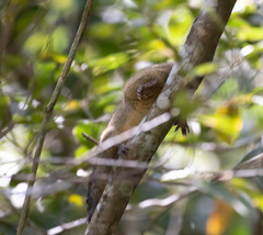 Isothrix bistriata