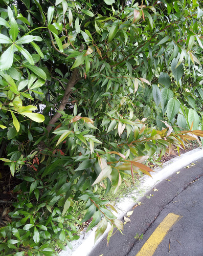 Agonis flexuosa