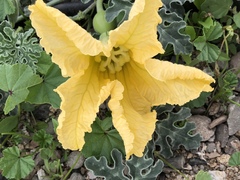 Cucurbita cordata