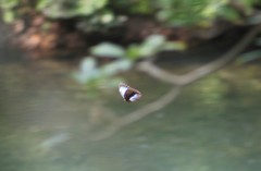 Morpho helenor montezuma