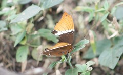 Siproeta epaphus epaphus