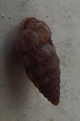 Microceramus concisus
