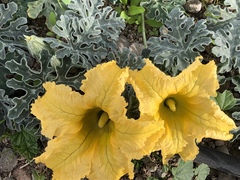 Cucurbita cordata