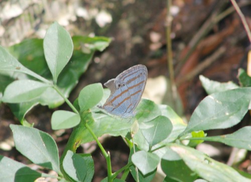 Dirty-blue Satyr