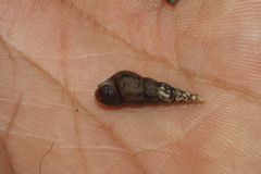 Thiaridae