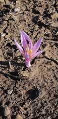 Colchicum hierosolymitanum