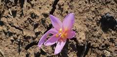 Colchicum hierosolymitanum