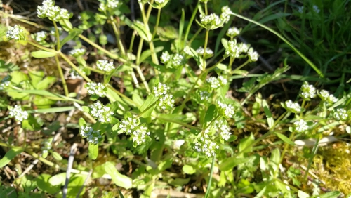 Matovilac (Valerianella locusta)