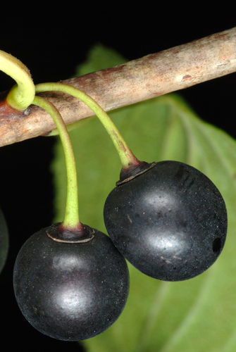 Dygioji šunobelė nuotrauka