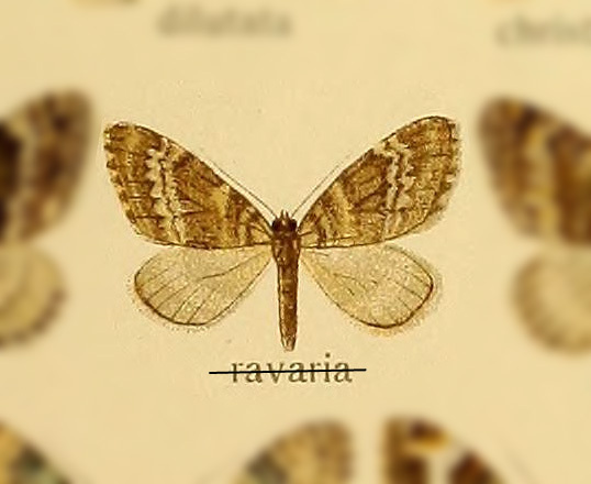 Entephria intermediaria