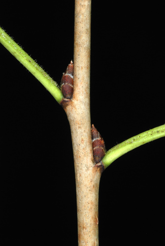 Dygioji šunobelė nuotrauka