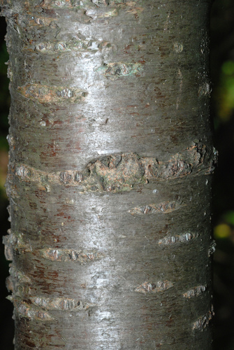 Dygioji šunobelė nuotrauka