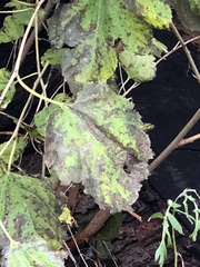 Cercospora moricola