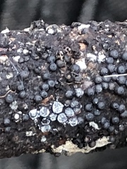 Rosellinia corticium