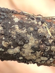 Rosellinia corticium