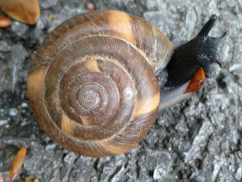 Mrežasti pasjak (Aegopis verticillus)