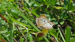 Anartia jatrophae