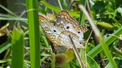Anartia jatrophae