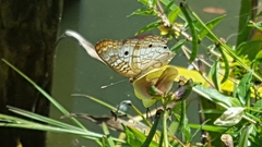 Anartia jatrophae