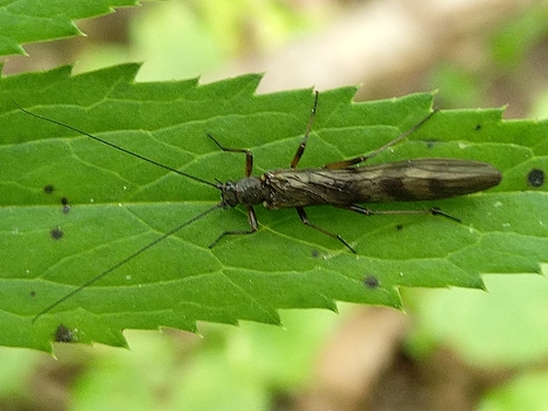 pošvatky (Plecoptera)