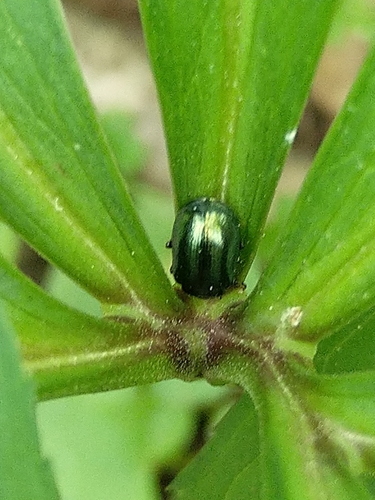 liskavka jelšová (Plagiosterna aenea)
