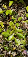 Forestiera ligustrina