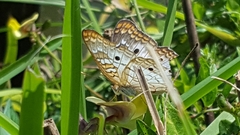 Anartia jatrophae