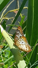 Anartia jatrophae