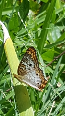 Anartia jatrophae