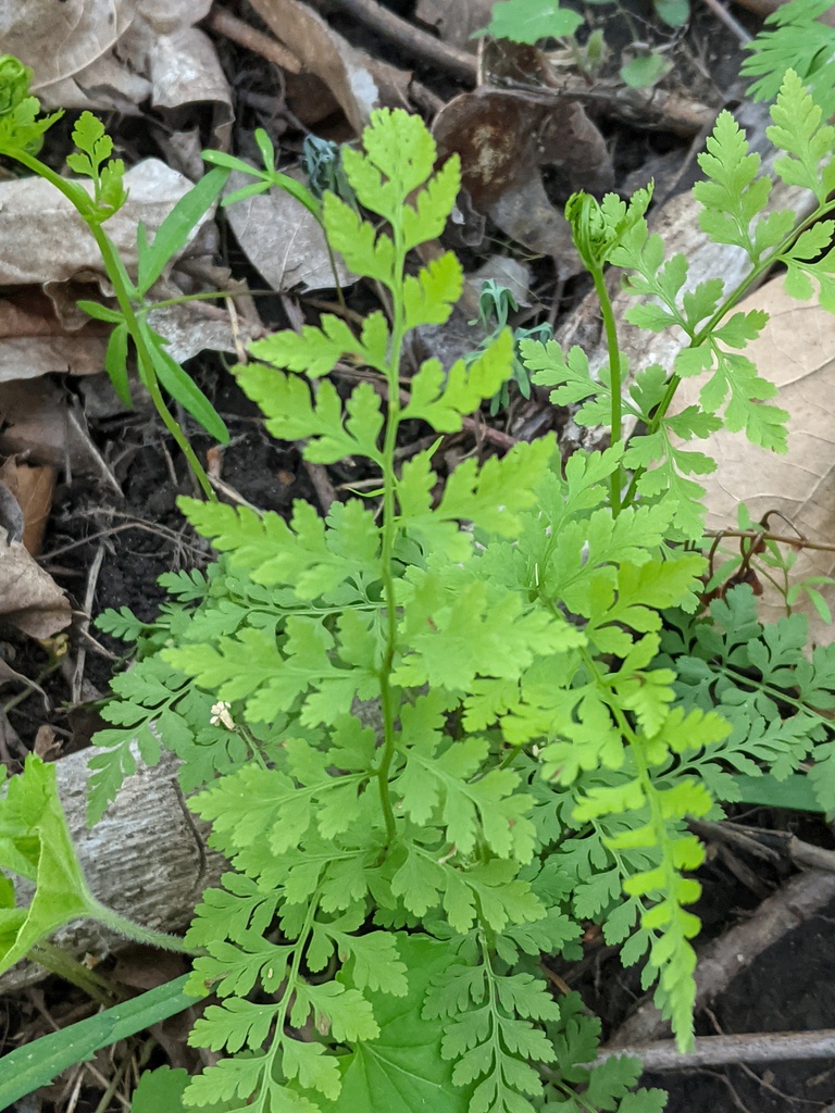 lowland brittle fern from Kosciusko, Indiana, United States on May 4