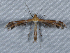 Dejongia californicus