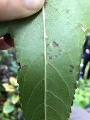 Cercospora liquidambaris