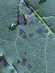 Cercospora liquidambaris