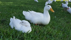 Anas platyrhynchos domesticus